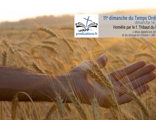 Homélie pour le 11e dimanche du Temps Ordinaire A : la moisson est abondante
